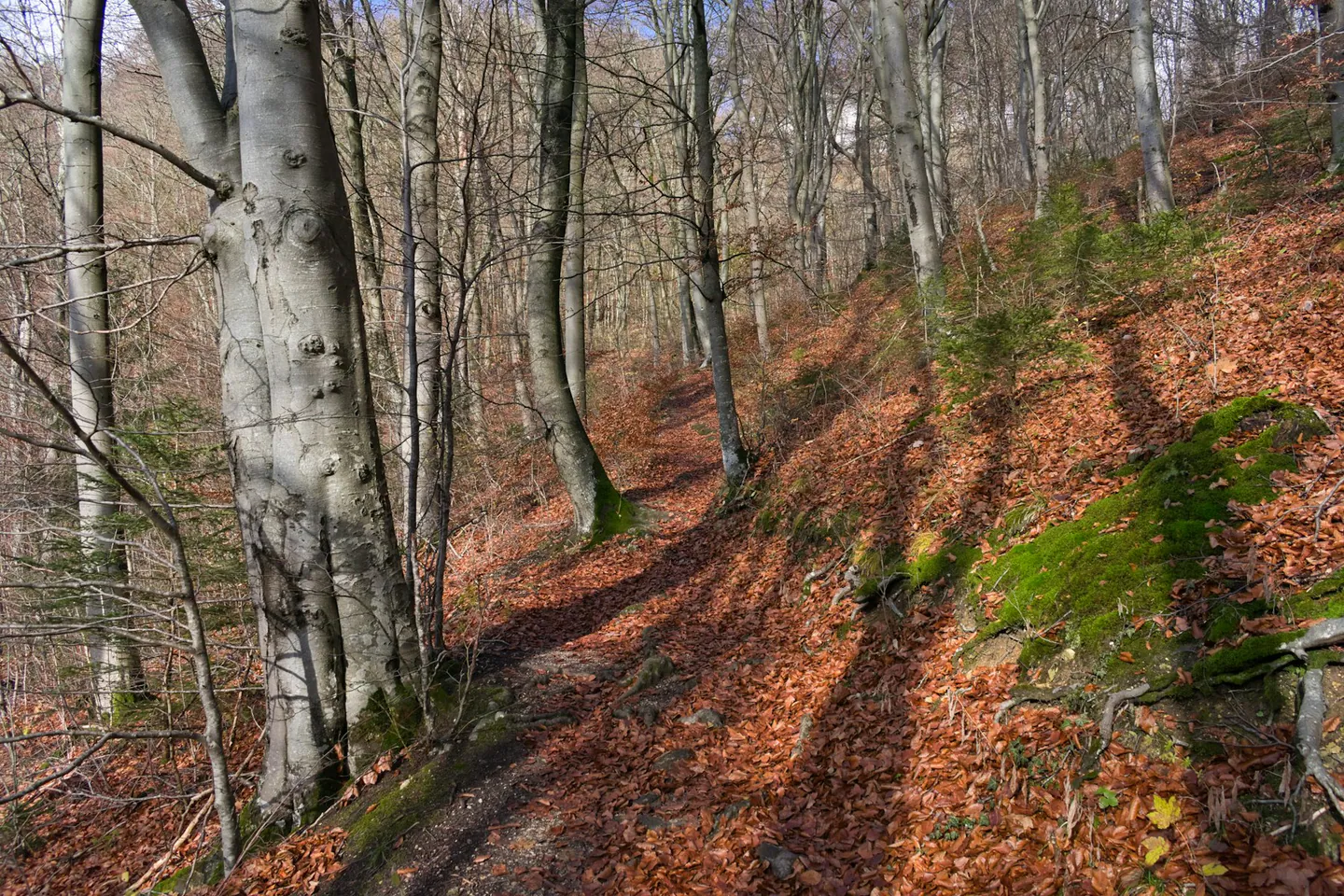 Chemin en sous-bois couvert de feuilles, lumiere d automne