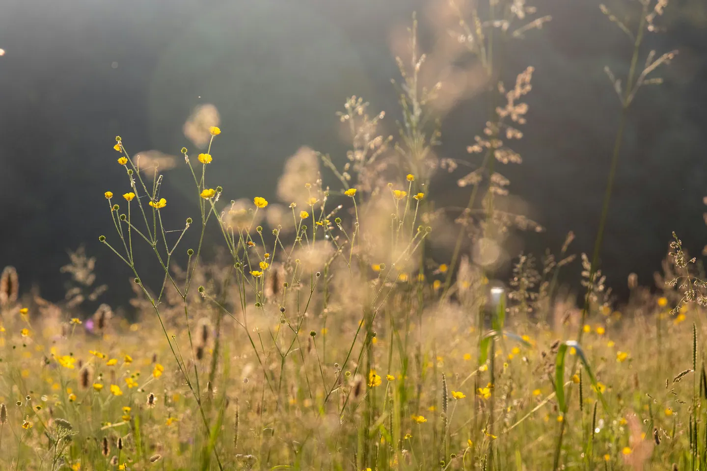 Prairie d herbes hautes et de fleurs jaunes a contre-jour