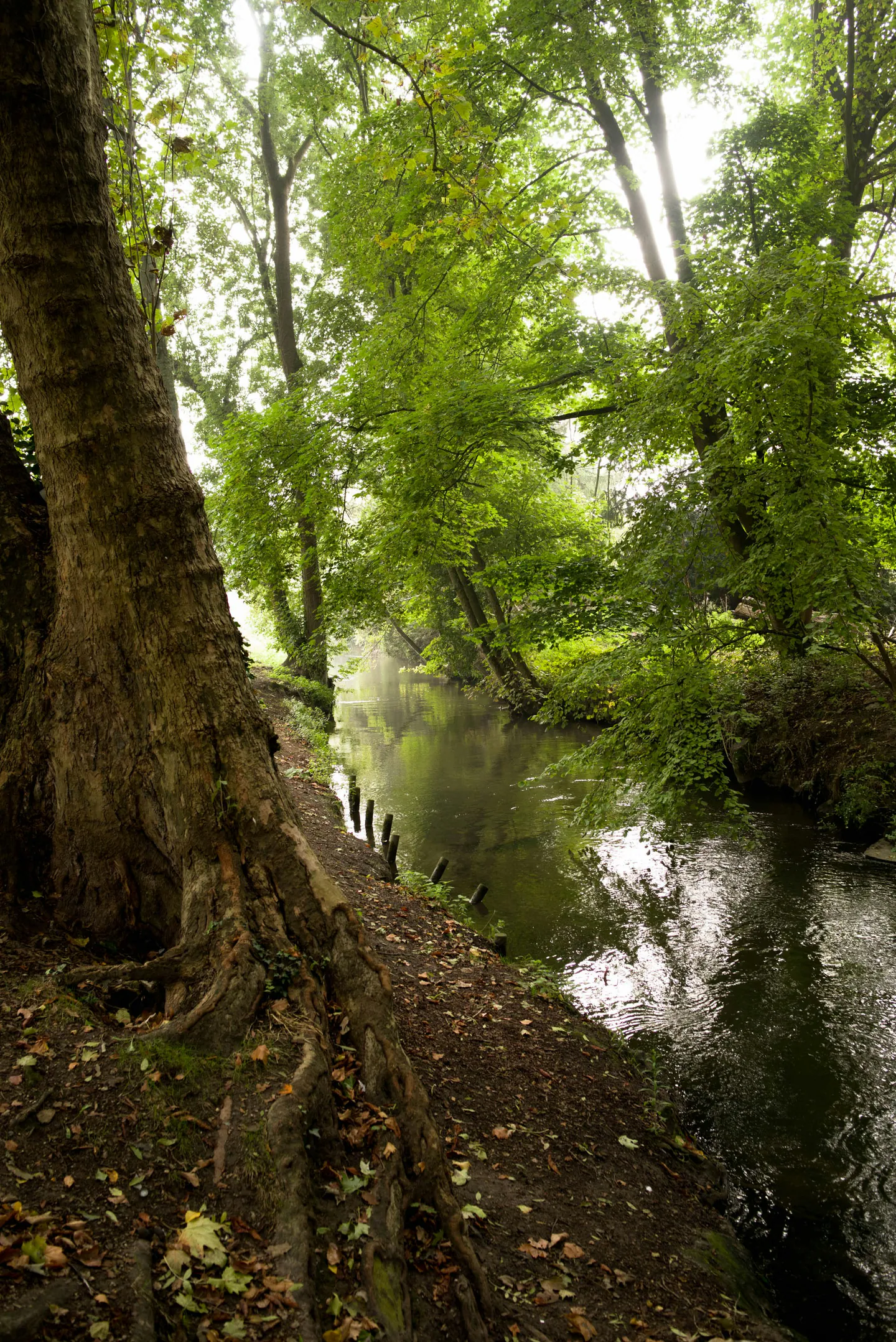 Rivière bordée d’arbres dans le Val-d’Oise