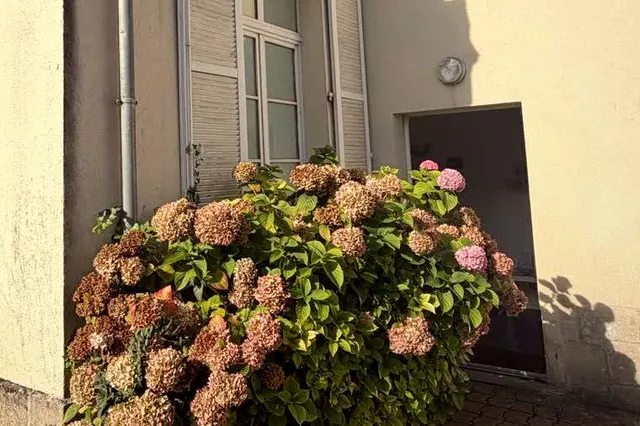 Hortensias en fleurs devant les volets du cabinet, a l entree