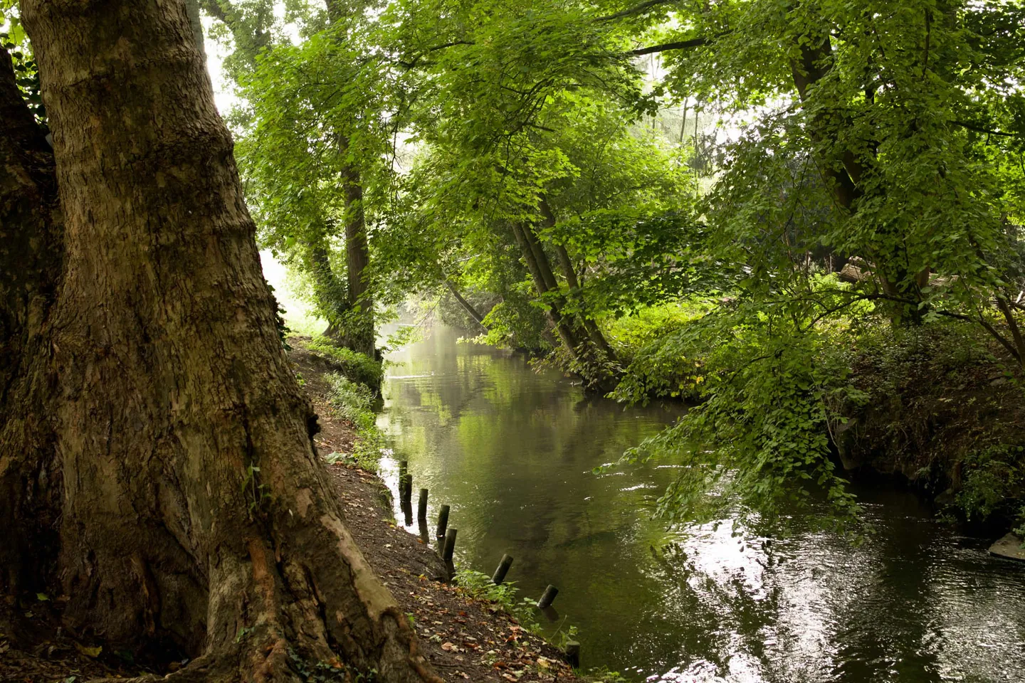Bord de rivière boisé dans le Val-d’Oise